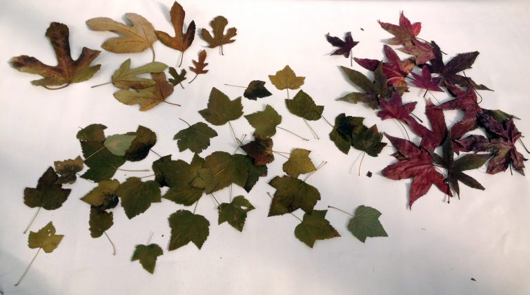 choosing leaves